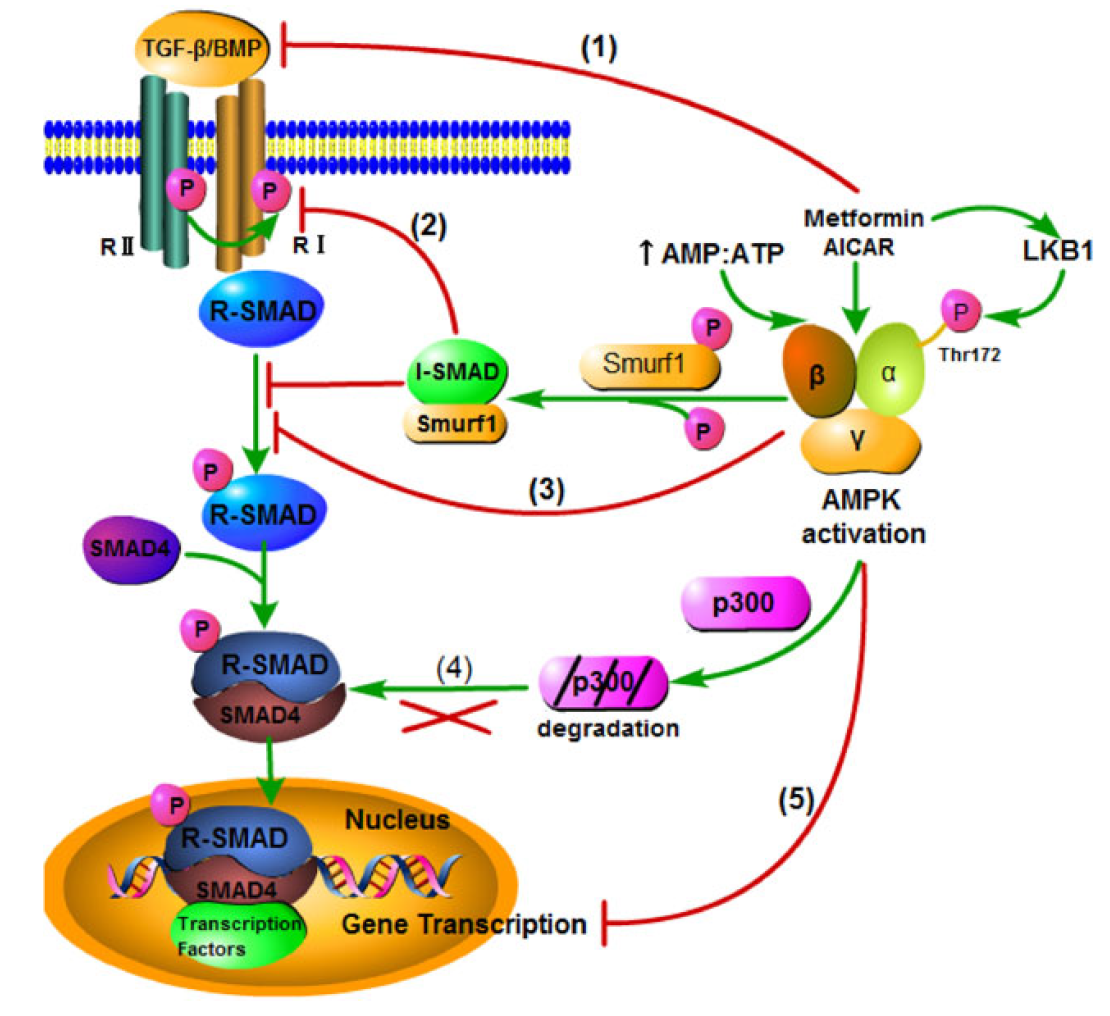 BBA PNAS Cells Int J Biol Macromol Mol Pharmacol bba pnas cells int j biol macromol mol pharmacol